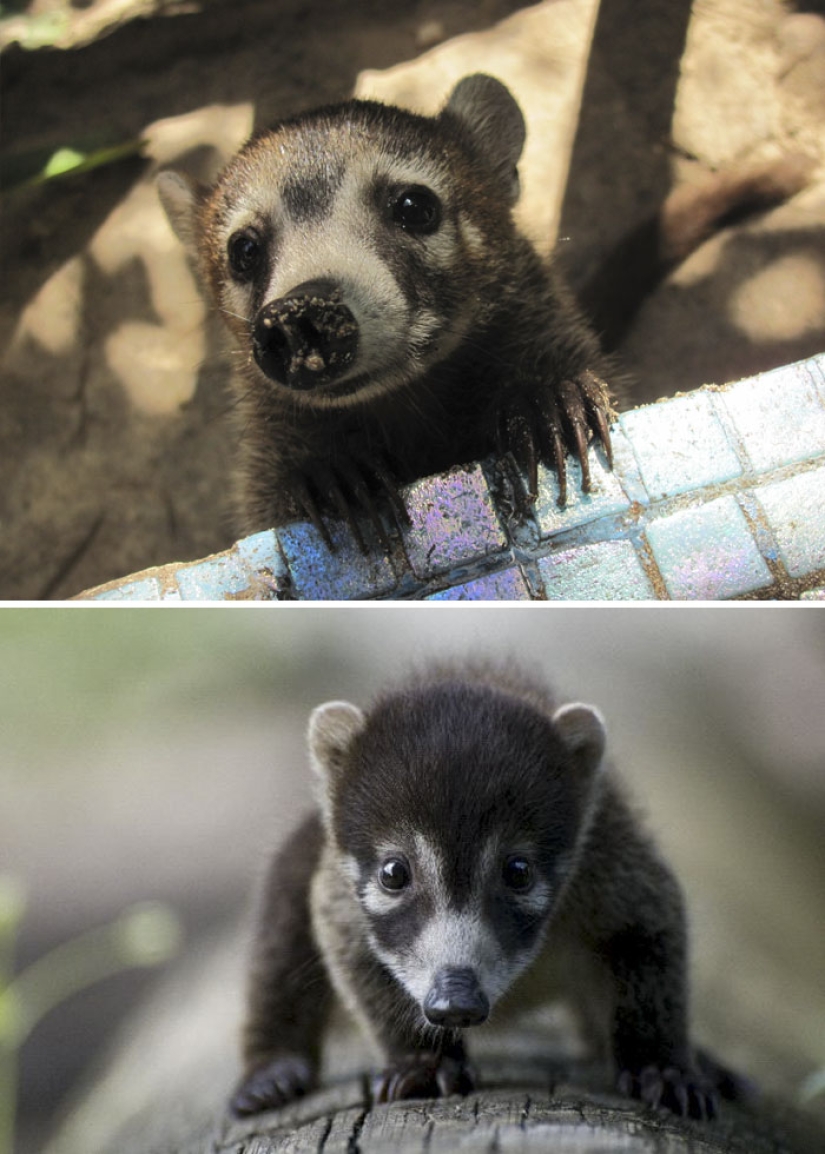 Cubs of rare animals that you have hardly seen