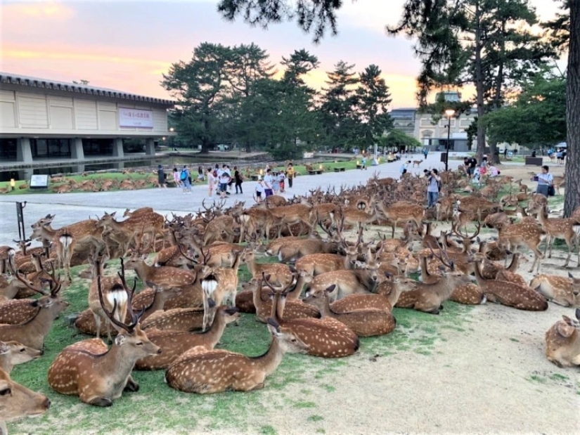 Cuernos fenómeno: cientos de ciervos en el Parque de Nara se reúnen cada día a la misma hora