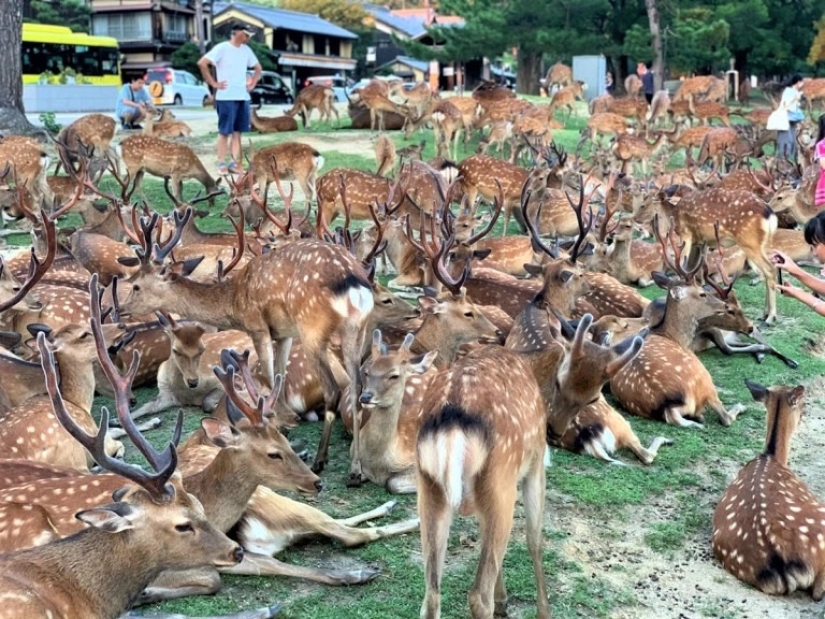Cuernos fenómeno: cientos de ciervos en el Parque de Nara se reúnen cada día a la misma hora