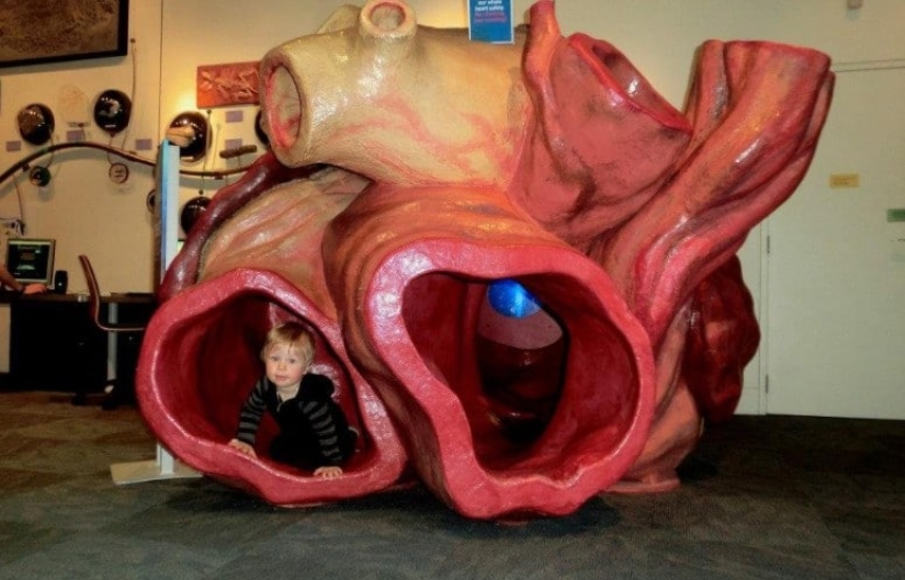 ¿Cuál es el tamaño del corazón de una ballena azul? Destruyendo un mito establecido