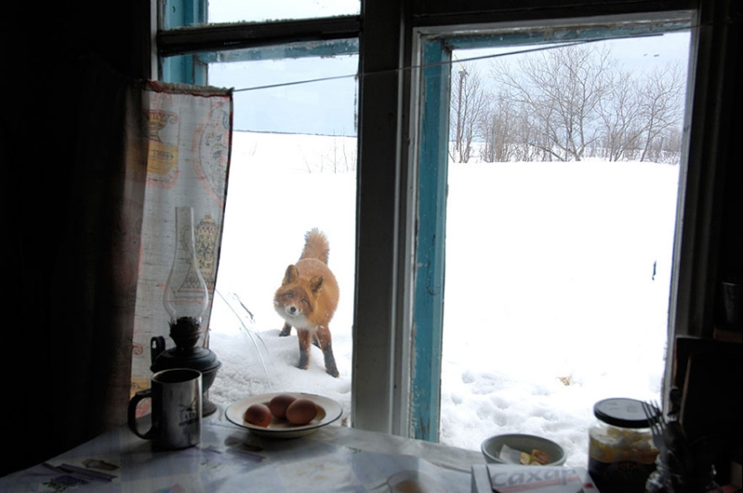 Curiosidad inhumana: qué ven los animales en las ventanas