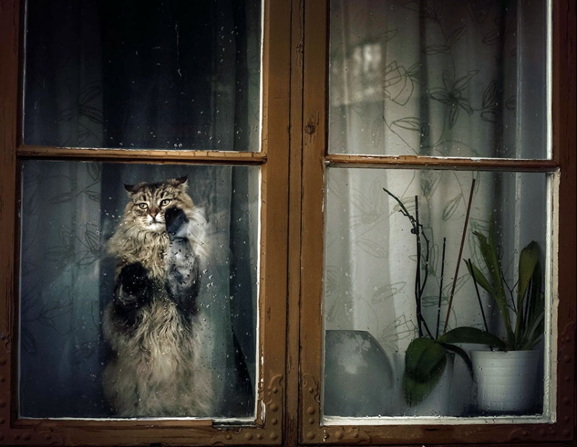 Curiosidad inhumana: qué ven los animales en las ventanas
