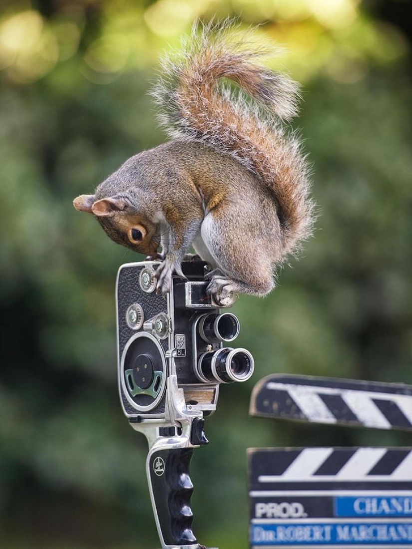 Curious squirrels captured by British photographer