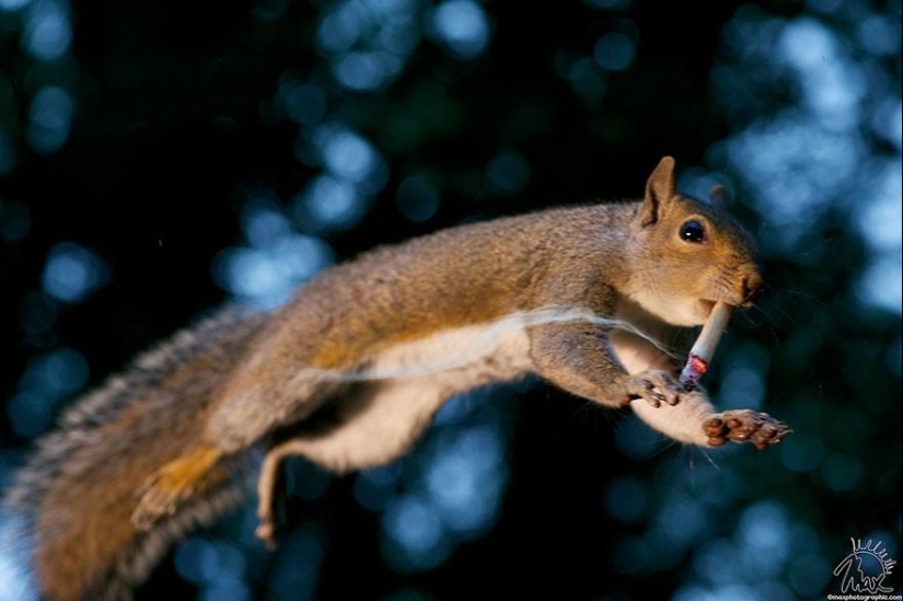 Curious squirrels captured by British photographer