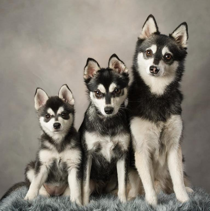 Cute kli-kai - miniature huskies living in Alaska