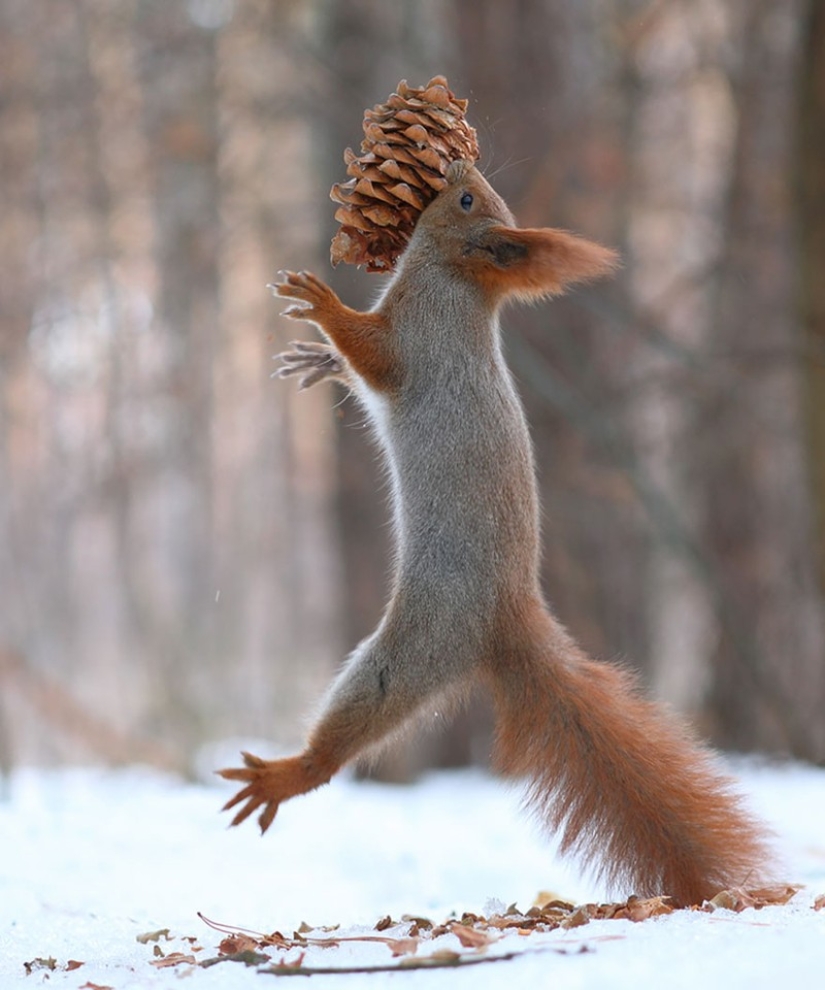 Cute photo shoot of squirrels playing by photographer Vadim Trunov