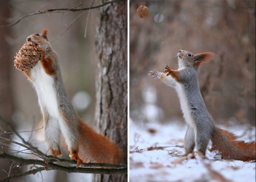 Cute photo shoot of squirrels playing by photographer Vadim Trunov