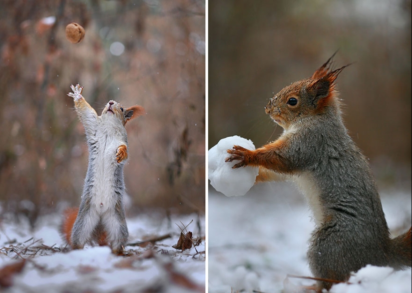 Cute photo shoot of squirrels playing by photographer Vadim Trunov