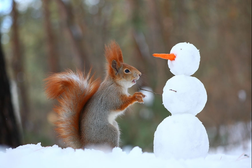 Cute photo shoot of squirrels playing by photographer Vadim Trunov