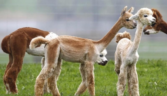 Día de la Esquila de Alpaca en Alemania Día de la Esquila de Alpaca en Alemania