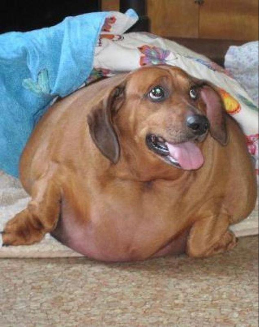 Dachshund who lost 22 kg