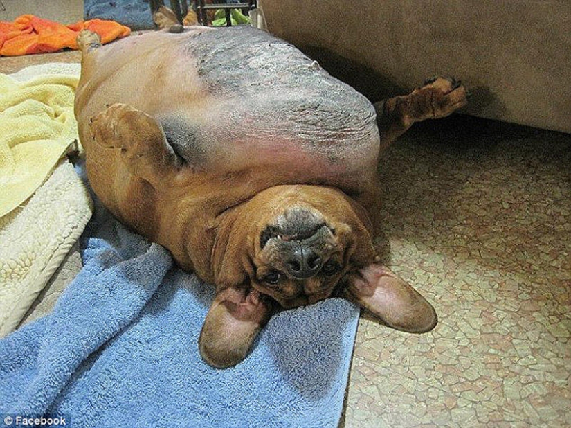 Dachshund who lost 22 kg