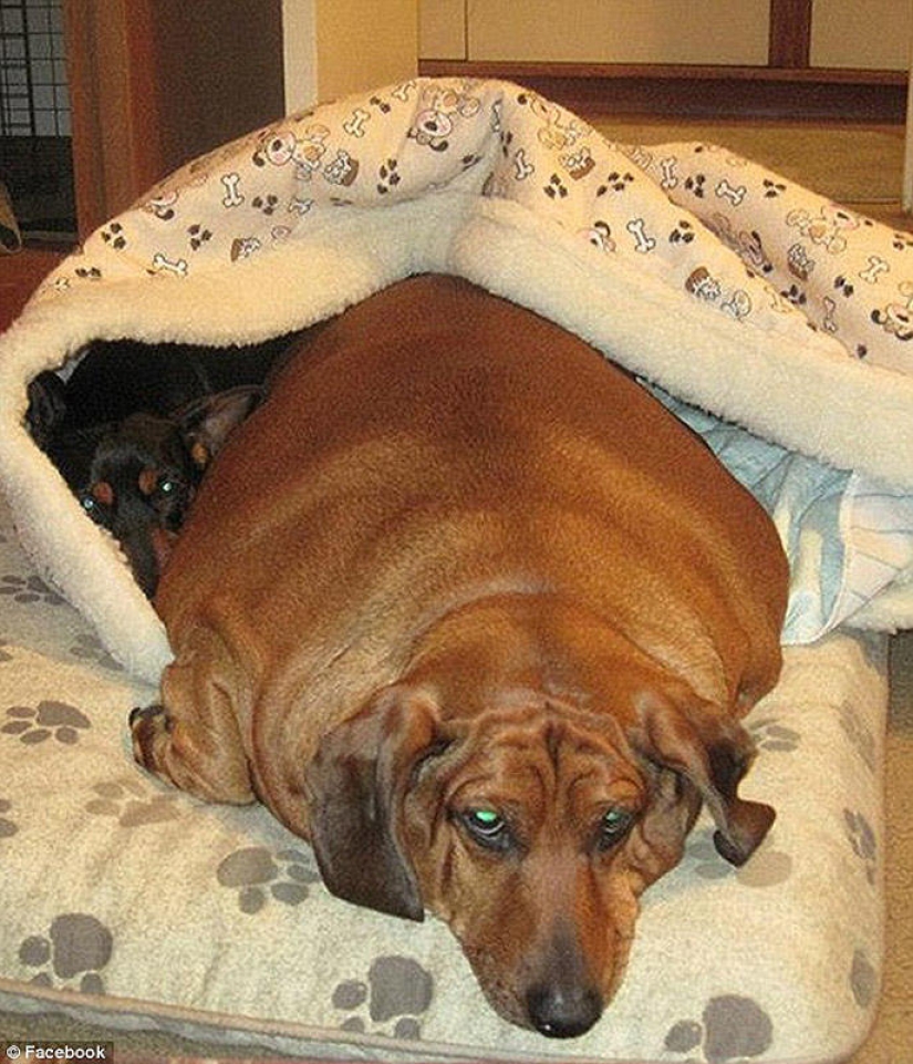 Dachshund who lost 22 kg