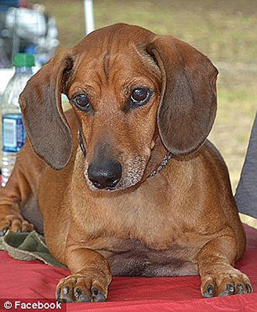 Dachshund who lost 22 kg