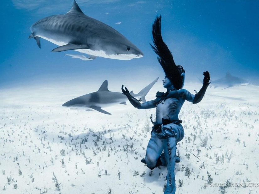 Dancing with tiger sharks