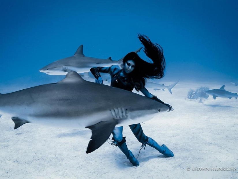 Dancing with tiger sharks