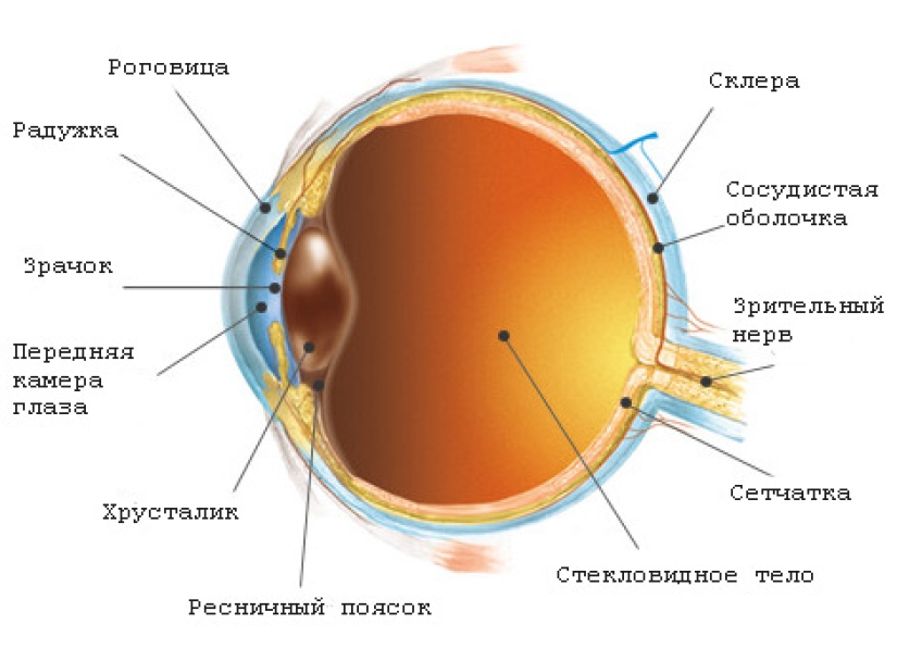 ¿De dónde vienen las moscas en los ojos y es posible deshacerse de ellas