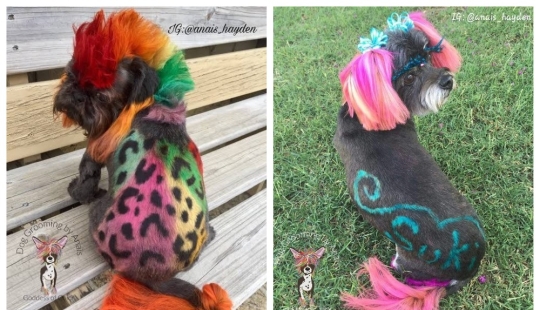 De pug a tiger: un peluquero de Atlanta transforma a las mascotas más allá del reconocimiento