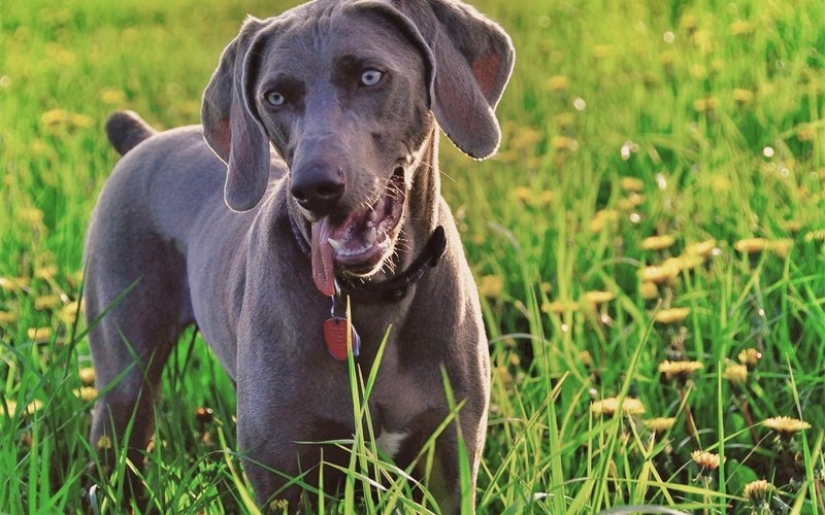 ¿De qué está hablando tu perro?