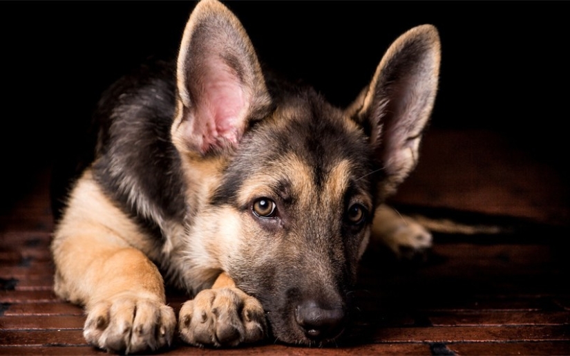 ¿De qué está hablando tu perro?