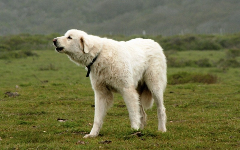 ¿De qué está hablando tu perro?