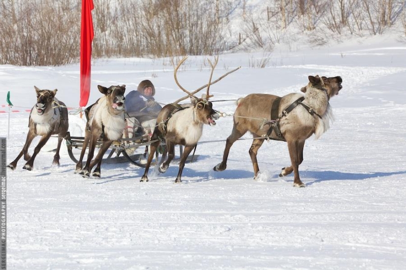 Deer running. Yamal