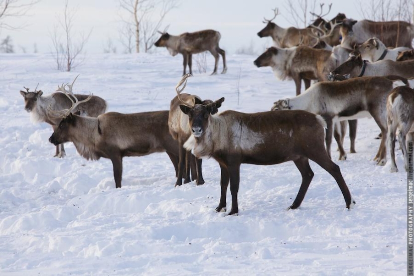 Deer running. Yamal