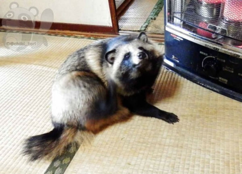 Definitivamente te enamorarás de Tanu el perro mapache