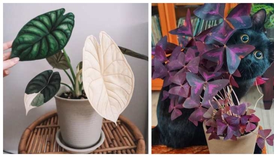 Deleite de los ojos: 22 hermosas fotos de plantas de interior