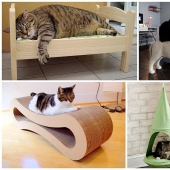 Design for cats