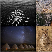 Desktop wallpapers from National Geographic for November 2013