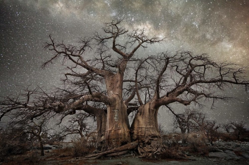 "Diamond Nights" by photographer Beth Moon - old trees under the starry sky