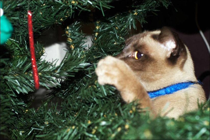 Did you put up a Christmas tree for the cat?