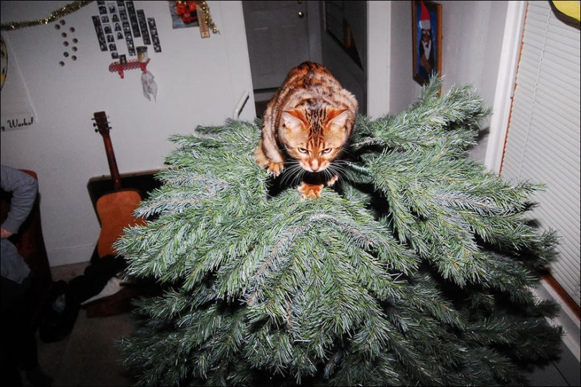 Did you put up a Christmas tree for the cat?