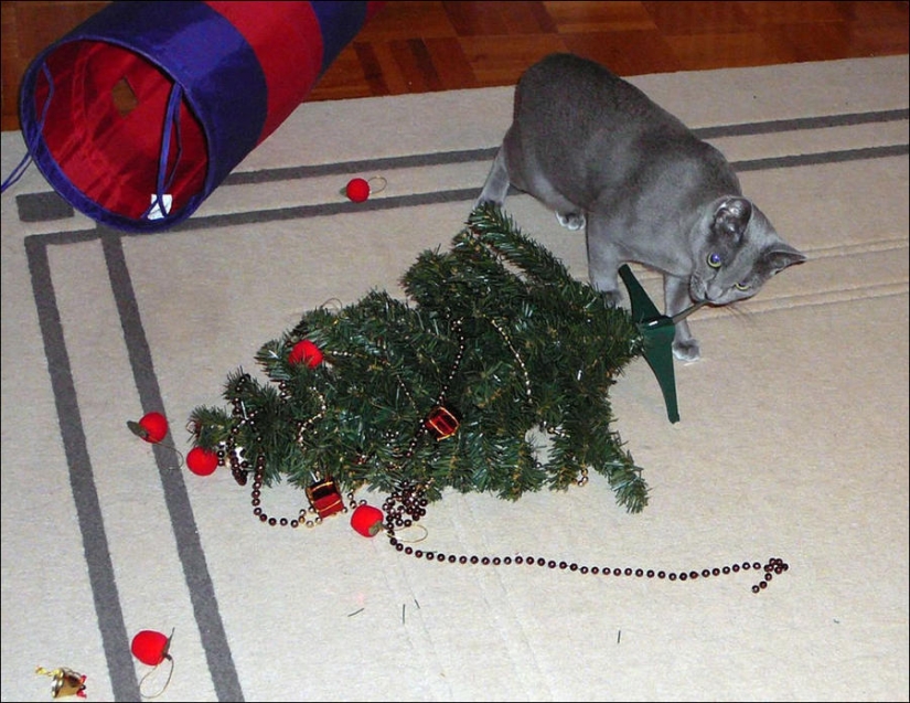 Did you put up a Christmas tree for the cat?