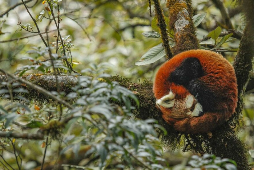 Diez fascinantes fotografías de la naturaleza que ganaron los premios de fotografía Nature inFocus 2023