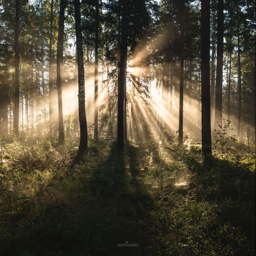 Disfruto capturando la belleza de Finlandia, aquí hay 23 de mis fotos favoritas