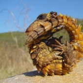 Diurnal lizards - belttails
