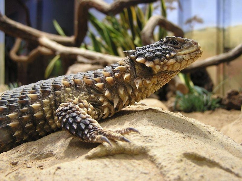 Diurnal lizards - belttails