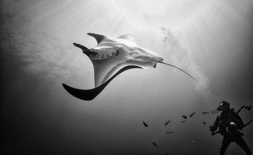 Diving with sharks and other wonders of the "Underwater Kingdom"