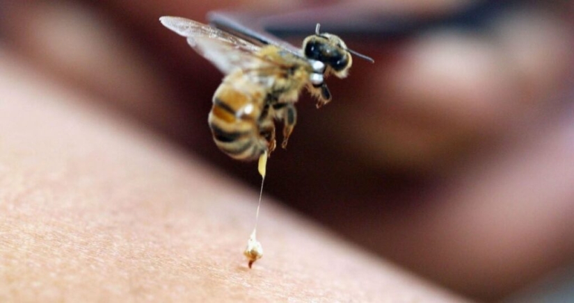 Do bees die after they sting? Scientists have revealed the secret