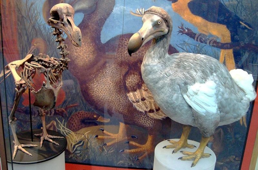 Dodo from bec: 10 extinct animal species that will soon be revived