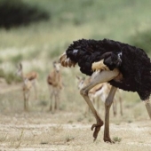 Does an ostrich hide its head in the sand? The story of an ancient delusion