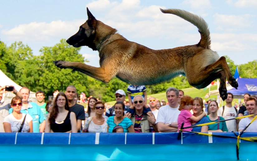 Dog diving: only for determined dogs