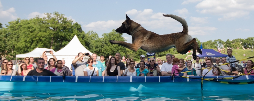 Dog diving: only for determined dogs