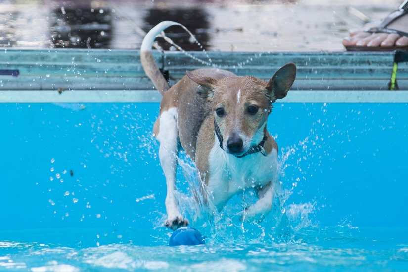 Dog diving: only for determined dogs