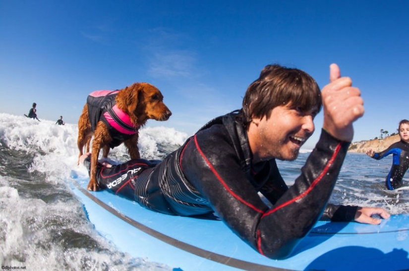 Dog Ricochet surfs with sick people and helps them recover