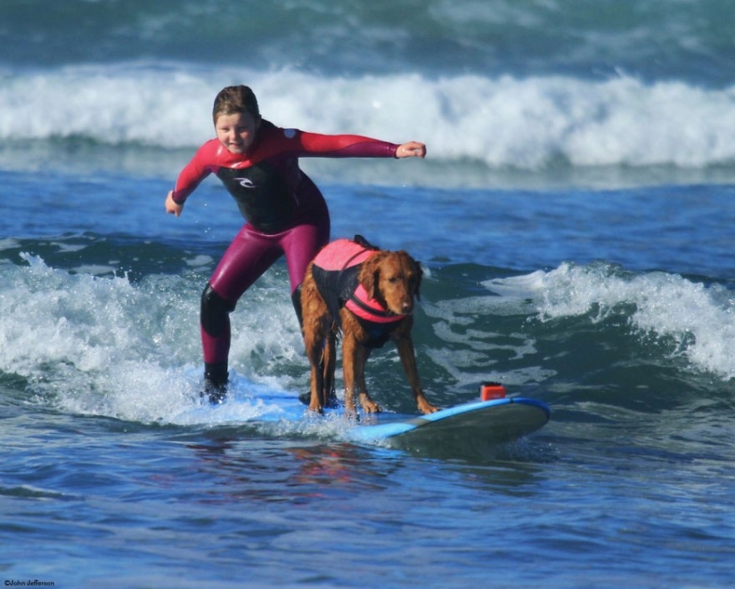 Dog Ricochet surfs with sick people and helps them recover