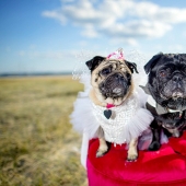 Dog Wedding: Advice and Love to Jasmine and Jasper