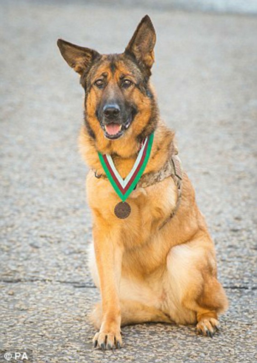 Dog who lost a leg while serving in Afghanistan was awarded a medal